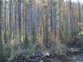 Stillburning1.jpg - 103889 Bytes