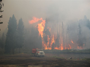 Meckels.jpg - 48845 Bytes